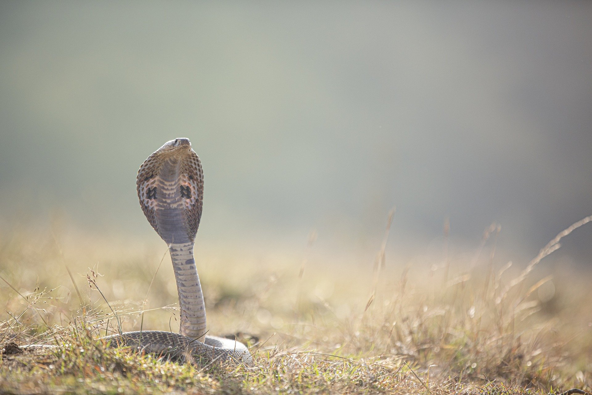snake-g10b557cc5_1920