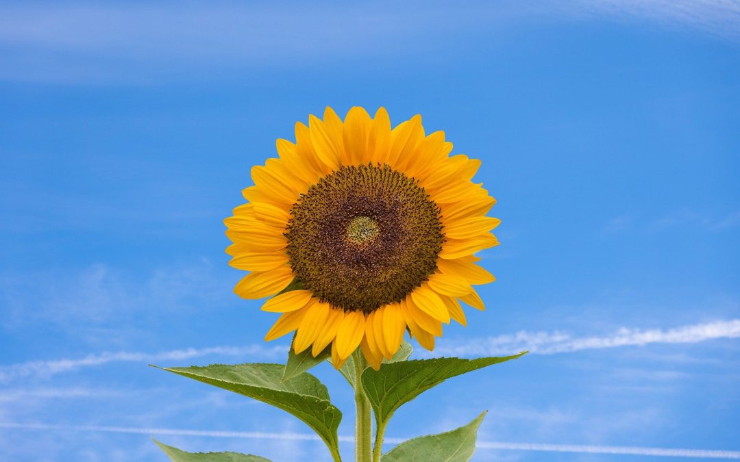 7 Summer favorites